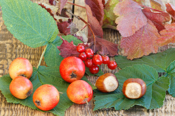 Naklejka na ściany i meble Autumn still life with fruits of hawthorn, hazelnuts, branch of viburnum, green and red leaves