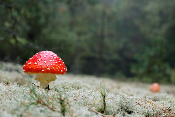 Red Amanitas mushrooms grows in moss
