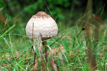 Rozites caperata mushroom grow in grass