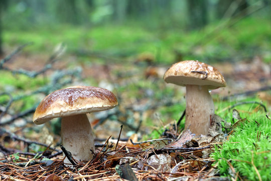two boletus and mushroom rain