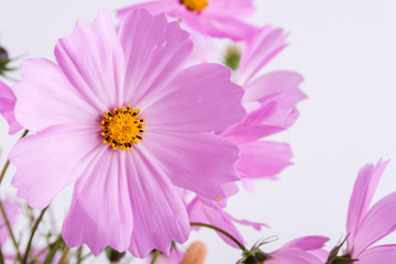 Summer flower pattern. Delicate  cosmos pink flowers on white background