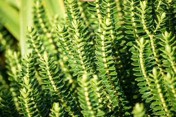 Green Plant in Piechowice, Poland