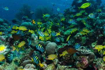 Fototapeta na wymiar Bunte Fische am Korallenriff