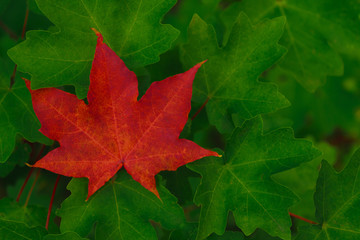 Single red maple leaf among green leaves. Autumn pattern.