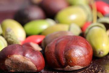 Die bunten Früchte des Herbstes: Kastanien, Eicheln und Hagebutten