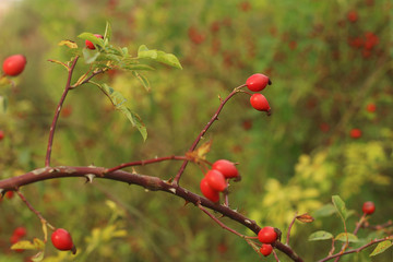 rose hip in the park at autumn
