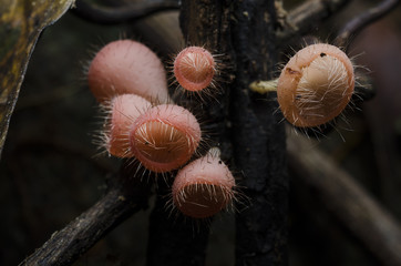 champagne mushroom in rain forest 