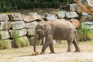 Fototapeta premium Eléphant