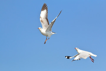 seagulls flying in the blue sky.
