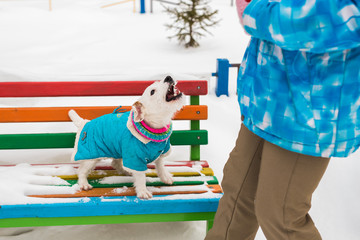 Dog Jack Russell Terrier in winter park