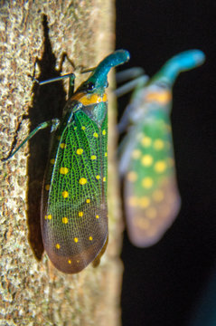 Fulgoridae