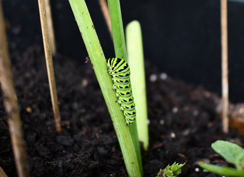Green caterpillar crawling on a stem.