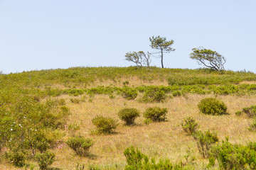 Tree and vegetation in the mountain in Aljezur