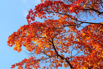 紅葉