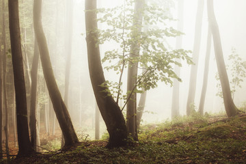 misty autumn forest landscape