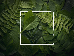 Botanical leaves concept of wild jungle foliage with empty space.