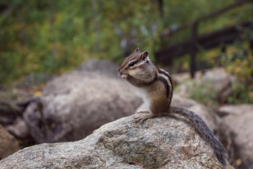 a Chipmunk eats a nut in a forest in the taiga.