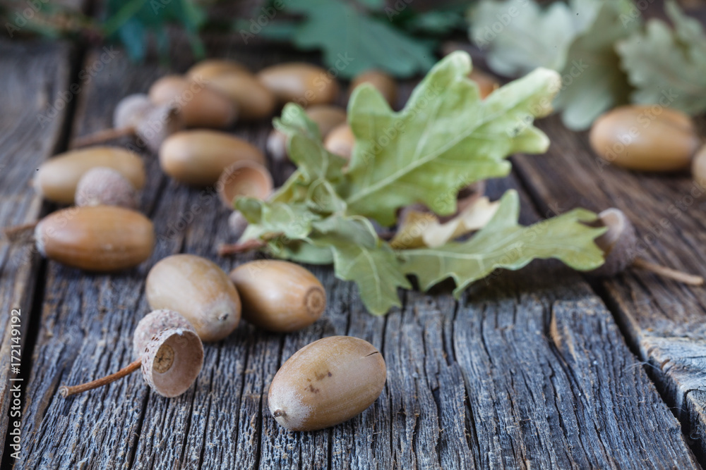 Canvas Prints oak acorn on rustic table in fall time