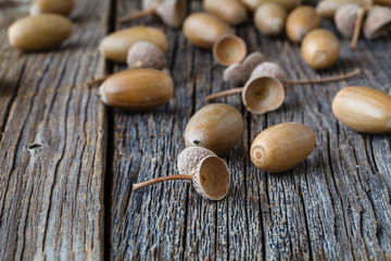 Oak acorn on rustic table in fall time
