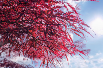 Naklejka premium red japanese maple tree