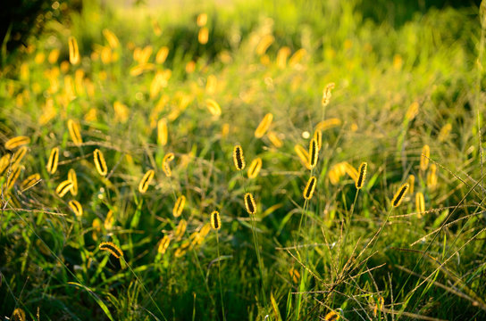 A shaining green foxtail