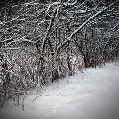 Winter nature, trees in dark forest