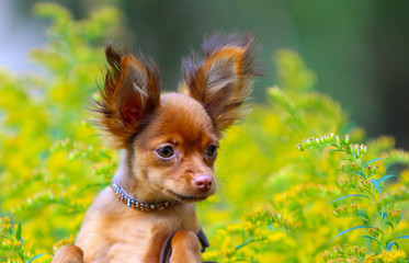 Portrait of a red-haired puppy with raised ears on a blurred background. Beautiful little dog close-up near yellow flowers. Long-haired Russian Toy Terrier