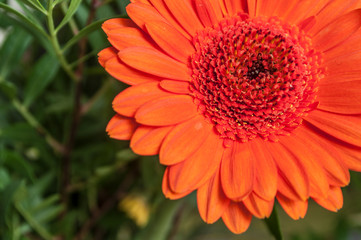 détail gerbera orange dans un bouquet