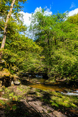 A small river and green trees in summer