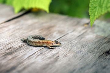 Lizard on a wooden board in the garden