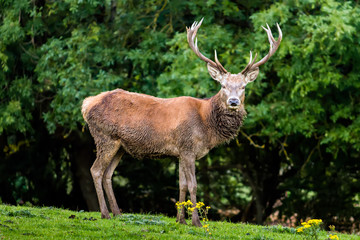 A large Stag feeding in a meadow near a forest