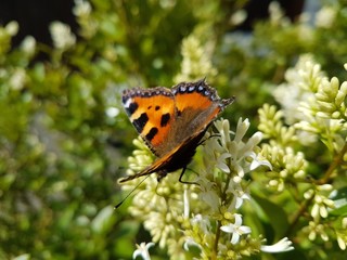 Butterfly