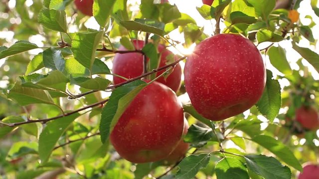 Farmer picking apple from the tree.The sun shines through the apple tree. 