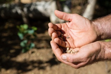 Close-up of man holding seeds in farm