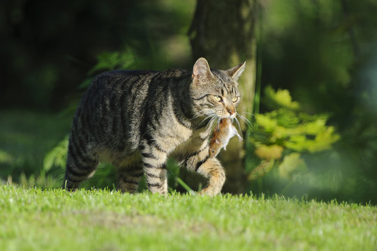 Nice domestic cat carrying small rodent prey in natural garden environment background