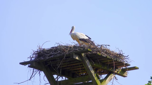 Storchen Nest mit jungen auf einem Dach