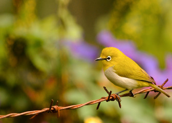 White eye bird 