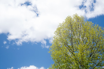 Obraz premium Tree with blue sky and clouds
