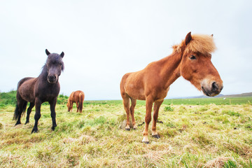 Obraz premium Charming Icelandic horses in a pasture with mountains in the background.