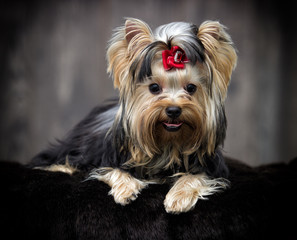 yorkshire terrier dog looking