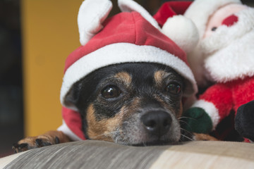 Little dog wearing red Santa Claus suit with Santa Claus doll in Christmas day.