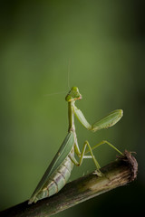 Green  mantis