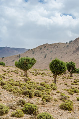 Beautiful landscape with single trees of the Atlas Mountains in Morocco, North Africa