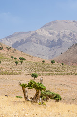 Beautiful landscape with single trees of the Atlas Mountains in Morocco, North Africa