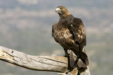 Aquila chrysaetos. Golden eagle