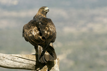 Aquila chrysaetos. Golden eagle