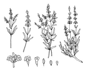 lavender sketch vector set - 172163156