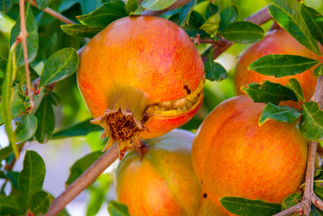 Pomegranate on branch