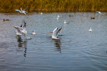 A flock of white big seagulls in an autumn park are fishing in the lake