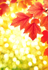 Fototapeta premium branch with autumn leaves